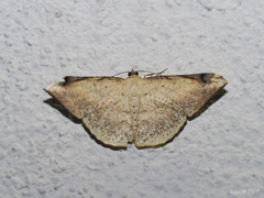 Luxiaria phyllosaria