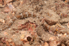 Festucalex cinctus