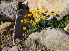 Erigeron aureus