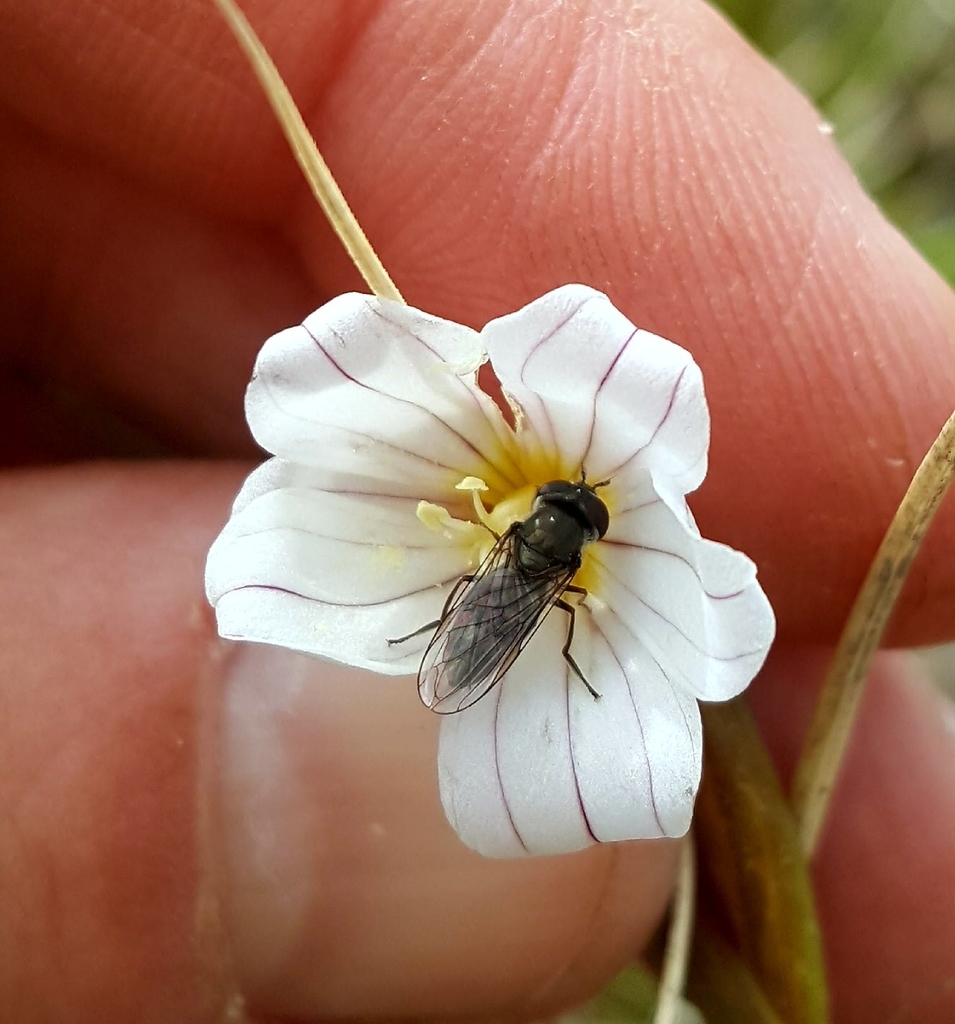 Platycheirus stegnus group