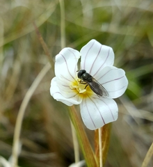 Platycheirus bertrandi