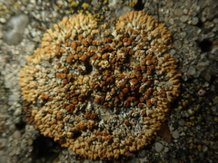 Calogaya pusilla