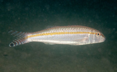 Upeneus australiae