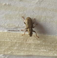 Sitona lineatus
