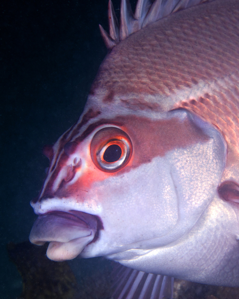 Morwong