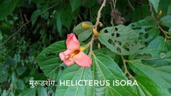 Helicteres isora