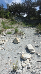 Matthiola odoratissima