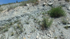 Matthiola odoratissima