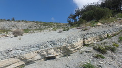 Matthiola odoratissima