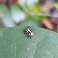 Chapoda