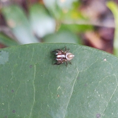 Chapoda