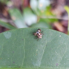 Chapoda