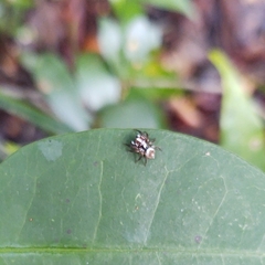 Chapoda