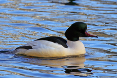 Mergus merganser