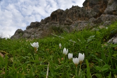 Crocus hyemalis