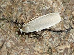 Eilema lurideola