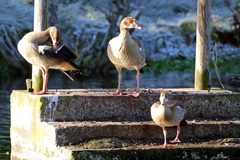 Alopochen aegyptiaca