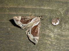 Hypena crassalis