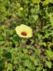 Pavonia cancellata