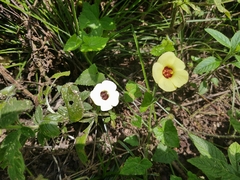Pavonia cancellata