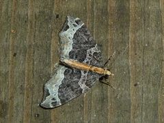 Ecliptopera capitata