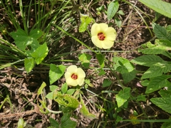 Pavonia cancellata