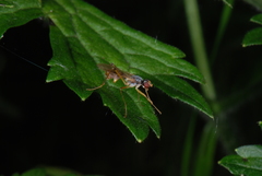 Neria commutata