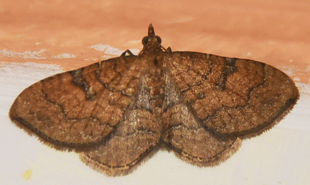 Orthonama quadrisecta