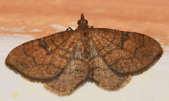 Orthonama quadrisecta