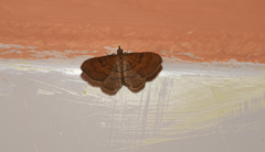 Orthonama quadrisecta