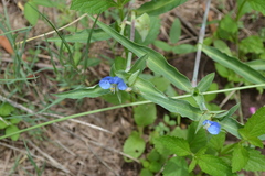Commelina modesta