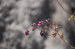 Calceolaria purpurea