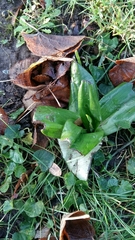 Himantoglossum hircinum