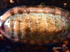 Ischnochiton comptus