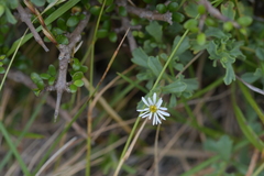 Vittadinia australis