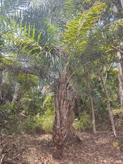 Syagrus