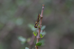 Allograpta ropala
