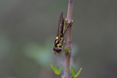 Allograpta ropala