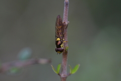 Allograpta ropala