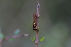 Allograpta ropala
