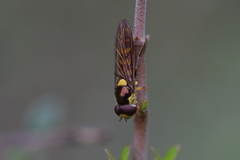 Allograpta ropala