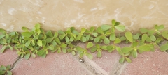 Portulaca oleracea