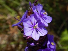 Aristea capitata