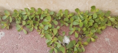 Portulaca oleracea