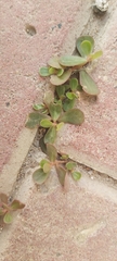 Portulaca oleracea