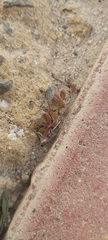 Portulaca oleracea