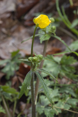 Ranunculus constantinopolitanus