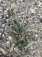 Ipomopsis multiflora