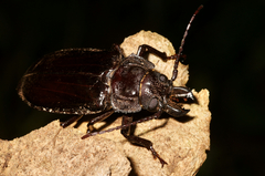 Mallodon downesii