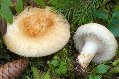 Lactarius auriolla